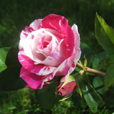 Roze 2 (T)